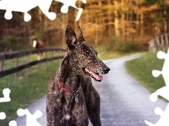 Whippet, Pies