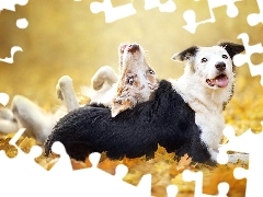 Liście Zwierzęta, Border collie