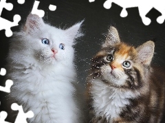Koty, Maine coon, Dwa