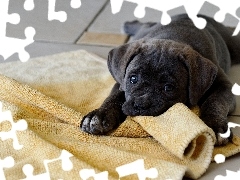 Cane Corso, Kocyk, Szczeniak