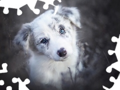 Szczeniak, Border collie