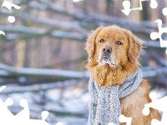 Szalik, Golden Retriever