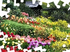 Tulipany, Altanka, Ogród