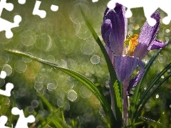 Bokeh, Krokus