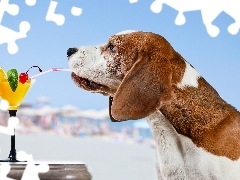 Drinki, Śmieszne, Pies, Basset