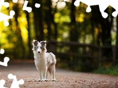Droga, Border collie