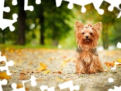 Liście, Yorkshire terrier