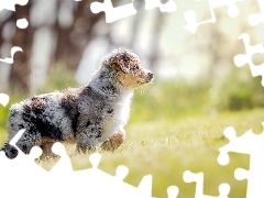 Łąka, Szczeniak, Owczarek australijski, Trawa, Australian shepherd