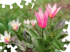 Kwiaty, Wiosna, Tulipany