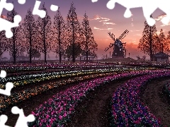Wiatrak, Tulipany, Wiosna, Wieczór, Plantacja