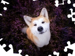 Wrzos, Akita Inu