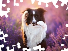 Lawenda, Border collie