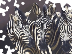 Zebry