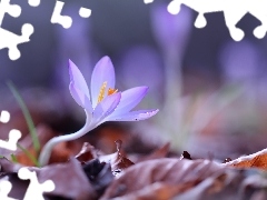 Fioletowy, Kwiatek, Krokus