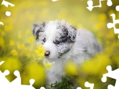Kwiaty, Łąka, Szczeniak, Border collie