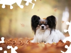 Papillon, Liście, Spaniel miniaturowy