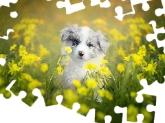 Szczeniak, Łąka, Kwiaty, Border collie