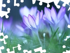Liliowe, Kwiaty, Krokusy