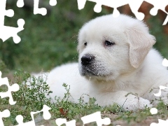 Golden retriever, Rośliny, Szczeniak