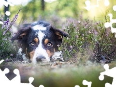Wrzos, Mordka, Leżący, Border Collie