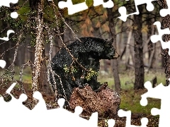 Las, Kamień, Niedźwiedź amerykański, Baribal