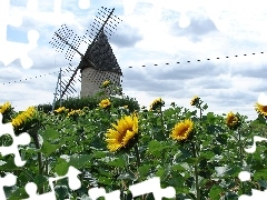 Kwiaty, Słonecznik, Wiatrak