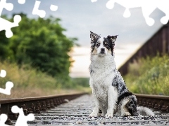 Kolejowe, Tory, Siedzący, Border collie