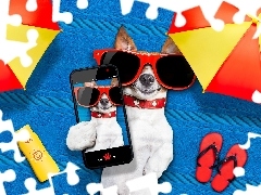 Śmieszne, Telefon, Parasole, Jack Russell terrier, Wakacje, Okulary