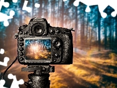 Zdjęcie, Aparat fotograficzny, Las, Wschód słońca