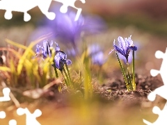 Irysy, Kwiaty, Liliowe
