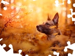 Owczarek belgijski malinois, Liście, Pies