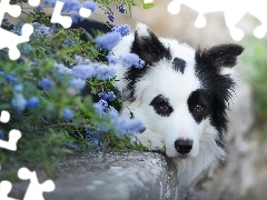 Kwiaty, Mordka, Leżący, Krawężnik, Border collie