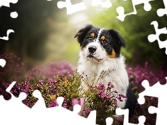 Australian shepherd, Wrzos, Owczarek australijski