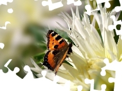Kwiat, Motyl