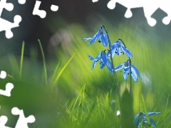 Kwiaty, Cebulice Syberyjskie, Niebieskie
