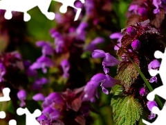 Kwiaty, Jasnota purpurowa, Fioletowe