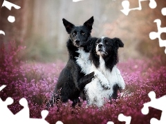 Border collie, Wrzos, Psy