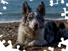 Piasek, Piłeczka, Plaża, Pies, Woda, Border collie