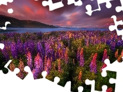 Łubin, Kwiaty, Nowa Zelandia, Góry, Jezioro Tekapo