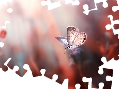 Modraszek ikar, Motyl