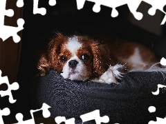 Puf, Cavalier king charles spaniel