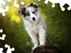 Mordka, Border collie, Pies, Szczeniak