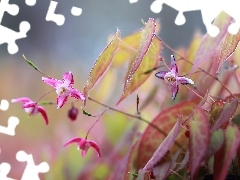 Różowe, Kwiaty, Epimedium
