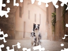 Uliczka, Szczeniak, Owczarek szetlandzki, Psy, Kamienice, Border collie