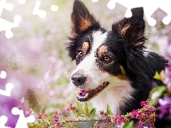 Border collie, Kwiaty, Łaciaty