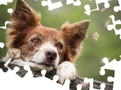Płatki, Deska, Rozmyte, Kwiatki, Pies, Border collie, Tło,