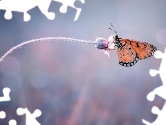 Motyl, Kwiatek