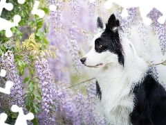 Glicynia, Kwiaty, Pies, Border collie