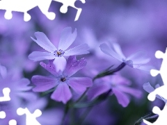 Kwiaty, Liliowe