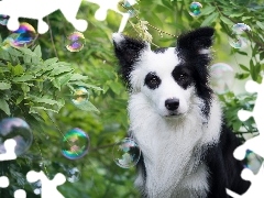 Zarośla, Bańki, Pies, Border collie
